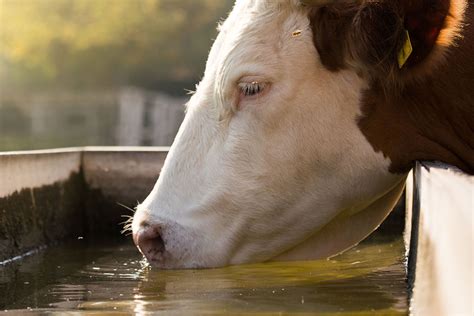 Nutrition As A Tool To Help Dairy Cows Adapt To Heat Stress All About Feed