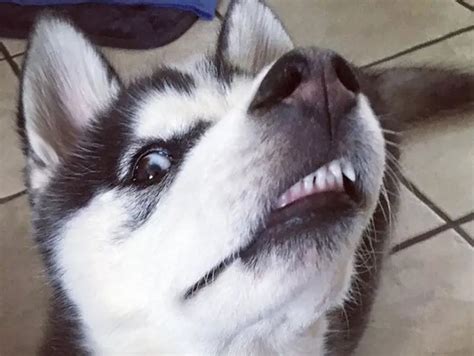 35 Best Siberian Husky Memes Of All Time The Paws