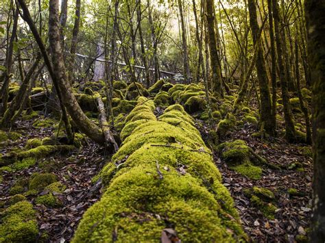 Mount field national park cabins. Tourist Guide To Mount Field National Park Australia ...