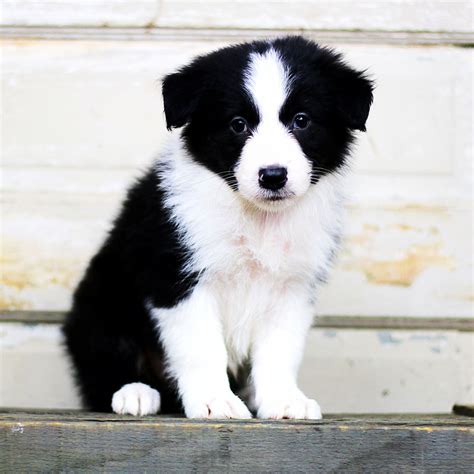 63 Trained Border Collie For Sale Pic Bleumoonproductions