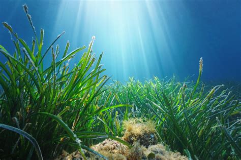 Unpack Habitat Seagrasses Ozfish Unlimited