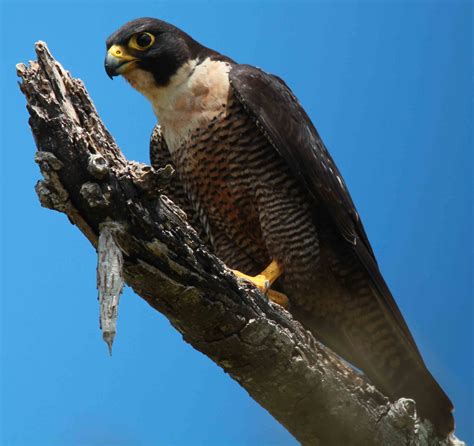 Peregrine Falcon Falco Peregrinus Nesiotes Fiji Vanuatu And New