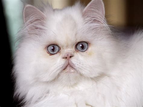 They state that any solid white persian. Pin on Cats