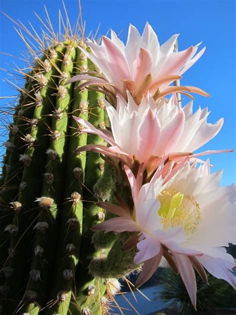 Saguaro Cactus Flower Kaktüs Beautiful