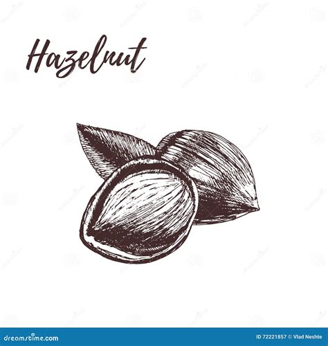 Hazelnut In Hand Drawn Style Vector Illustration Stock Illustration