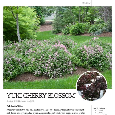 Yuki Cherry Blossom Deutzia Spec Sheet Spring Meadow Nursery