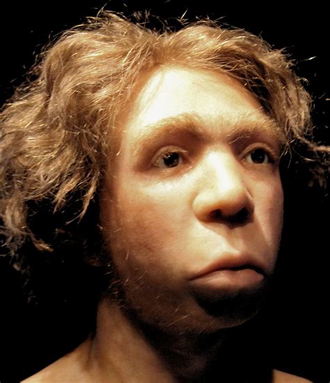 Neanderthal Genes Altered Neurodevelopment In Modern Human Brain Organoids Popular Archeology