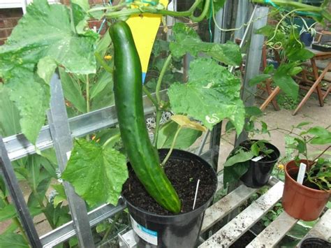 Learn how to grow cucumbers, and tips for growing cucumbers from seeds or transplants in your vegetable garden. 9 Tips for Growing Cucumbers in Pots and Increase Yield ...