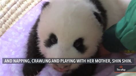 Tokyo Zoo Releases Video Of Fluffy Baby Panda Youtube