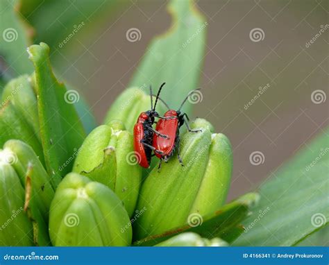 beetle s sex love on the nature stock image image of flower green 4166341