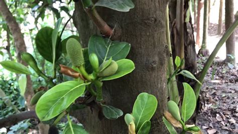 Amazing Jackfruit Tree Bearing Lots Of Fruit In Initial Stage Youtube
