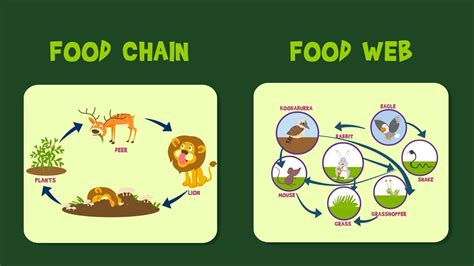 Food Chain Food Web Video For Kids Youtube