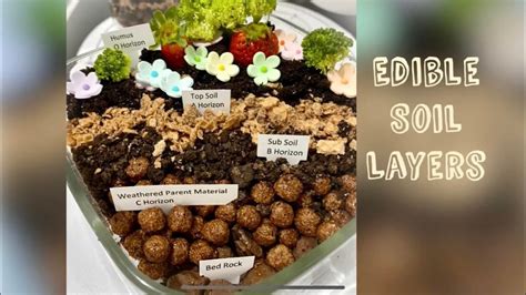 Diy Edible Soil Layers Performance Output In Science 4 Cassey And