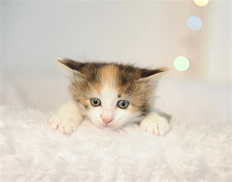 Little Cute Kitten Peeking Out Of A White Fluffy Chair