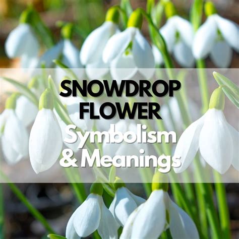 Snowdrop Flower Symbolism Meanings And History Symbol Genie