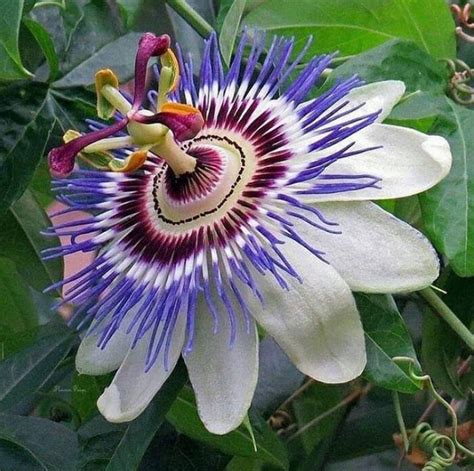 🌸 Passion Flower Blossom 🌸 Passion Flower Blue Passion Flower