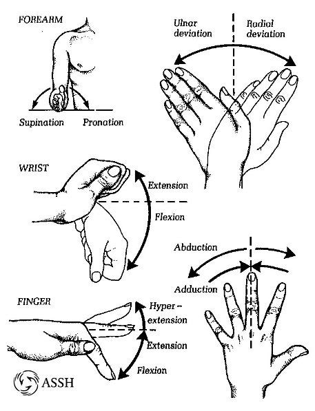 Anatomy Of The Hand Dr Jonathan Lee Yi Liang