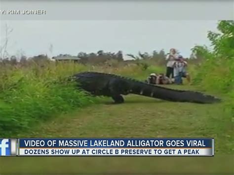 Video Huge Gator Spotted In Lakeland