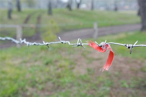 Barbed Wire Tied On A Fence With A Red Ribbon Stock Photo Image Of