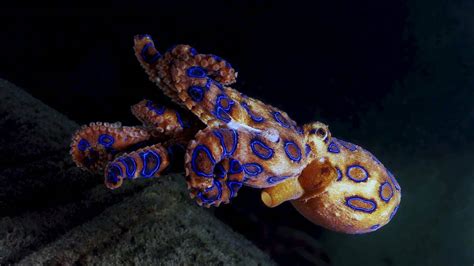 Blue Ringed Octopuses Spotted In Port Macquarie Port Macquarie News