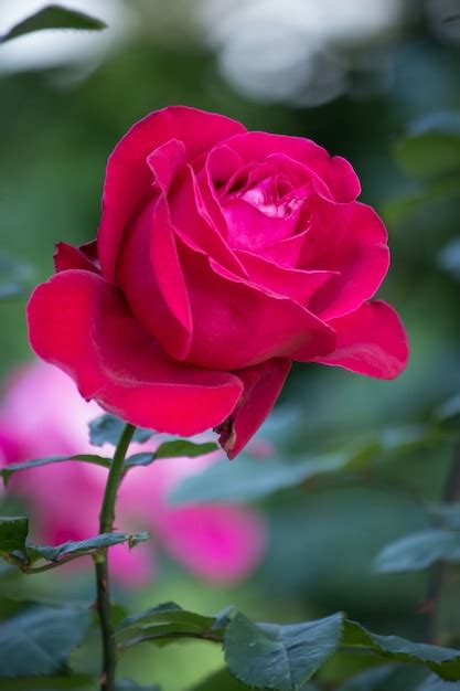 Red Rose Flower In A Garden Photo Free Download