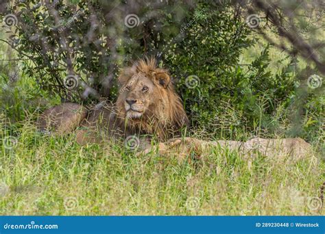 Majestic Lion Lounging In Tall Grass Near A Lush Backdrop Of Trees And