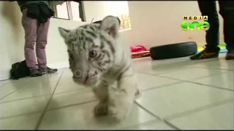 White Bengal Tiger Cub Debuts At Peru Zoo Youtube