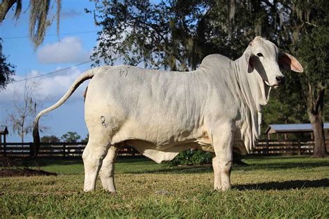 Brahman Cattle Alchetron The Free Social Encyclopedia
