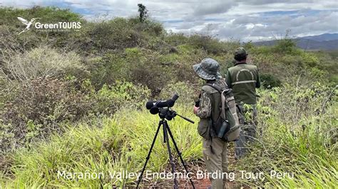 Marañón Valley Endemic Birding Tour Peru Green Tours Youtube