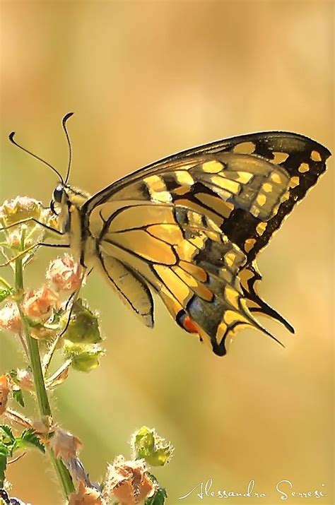 Beautiful Bugs Beautiful Butterflies Beautiful Pictures Lovely