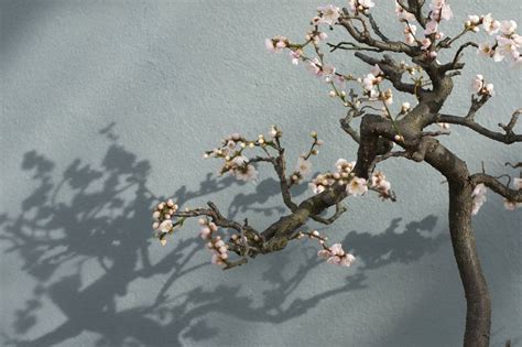 How To Grow Cherry Blossom Bonsai