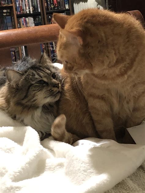 Adopting Bonded Cat Pairs Understanding Cat Behaviors