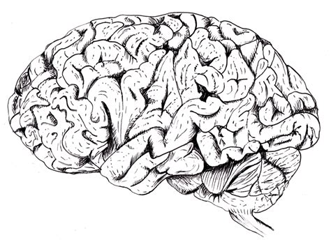 Line Drawing Of Brain At Getdrawings Free Download