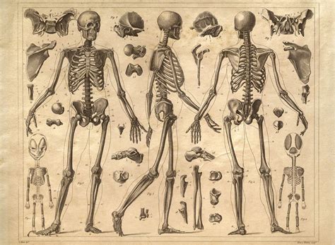 Anatomi Plakat Antik