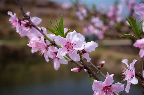 Free Photo Peach Blossom Spring Pink Hippopx