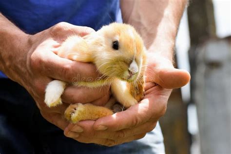 Bunny In Male Hands Stock Photo Image Of Domestic Little 55868722