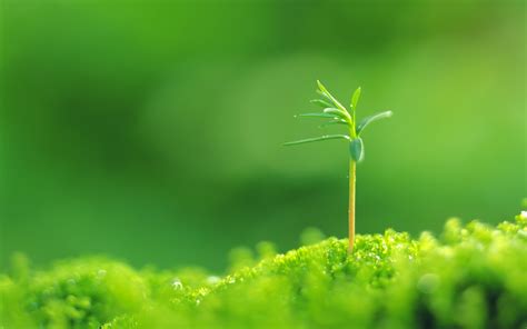 Green Nature Plant Hd Wallpaper Background Image 1920x1200 Id