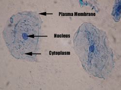 However, the internal structure and organelles are more or less similar. Lab #1 microscope structure & function