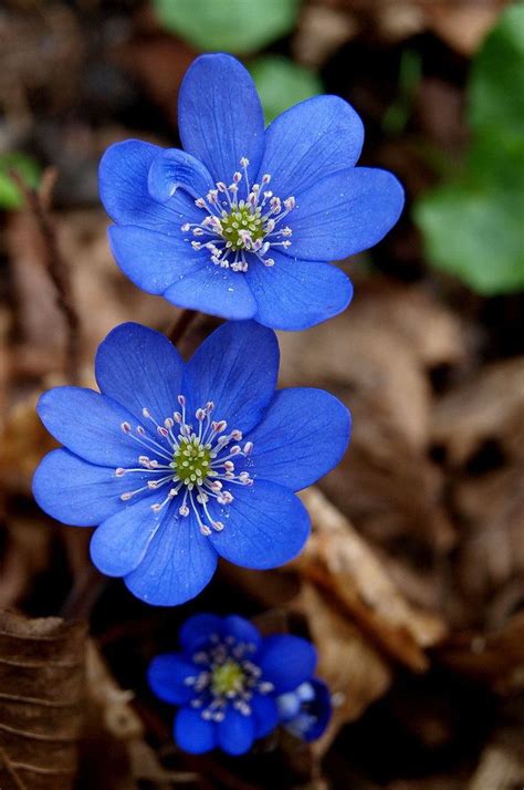 True blue flowers are natural rarities, and their color secrets aren't readily shared. blue ~ Hepatica nobilis | Fantastic Flowers | Flowers ...