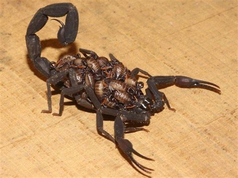 23 Things You Understand If Youre From Phoenix Arachnids Scorpion