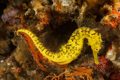 6 Best Seahorse Species For Aquariums