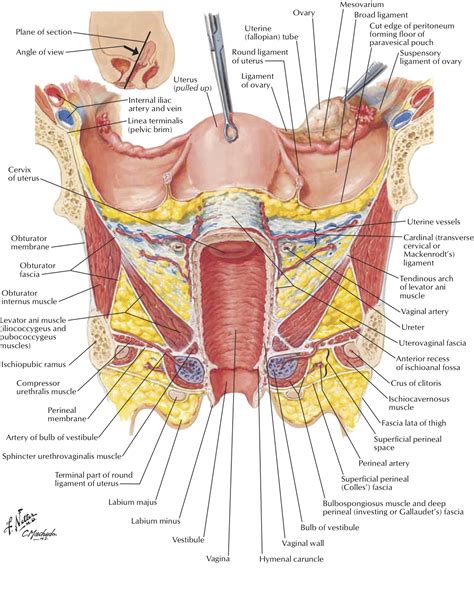Learn about the placement of the skeletal and muscular structures. Hysterectomy - the Experts Speak Out