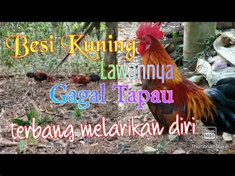 Wesi kuning adalah sarana spiritual berenergi perlindungan tingkat tinggi yang berfungsi sebagai tameng supranatural atau pelindung dari segala macam marabahaya yang mengancam jiwa, raga maupun harta benda. Besi kuning lawannya terbang macam burung melarikan diri - YouTube