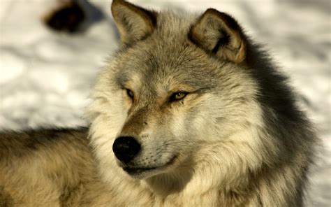 The republic of turkey faces the greatest threats of recent history. Timber Wolf Wallpaper (66+ images)
