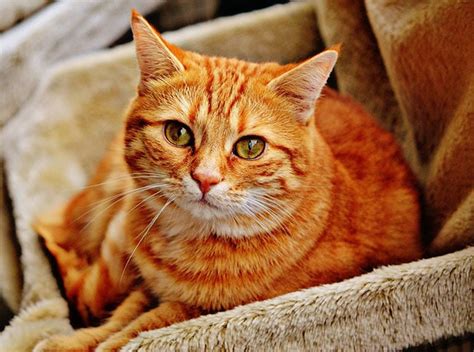 11 Fun Facts About Tabby Cat That You Will Love ⋆ Catastic