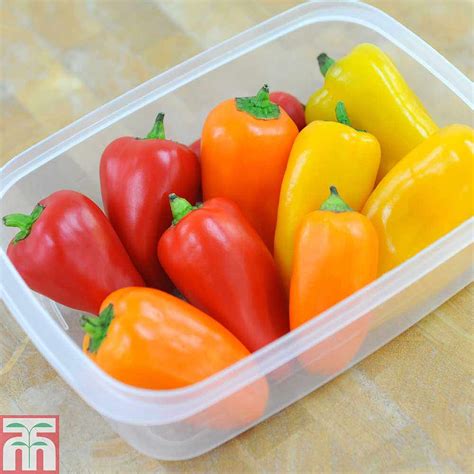 Sweet Pepper Lunchbox Mix F1 Hybrid Seeds Thompson And Morgan