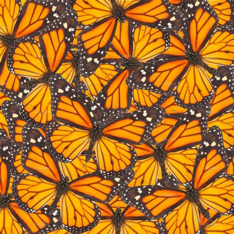 Orange Monarch Butterfly High Quality Nature Stock Photos ~ Creative