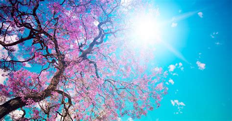 Find the best 4k anime wallpapers on getwallpapers. 4k Ultra Hd Fond D écran Pc Hd