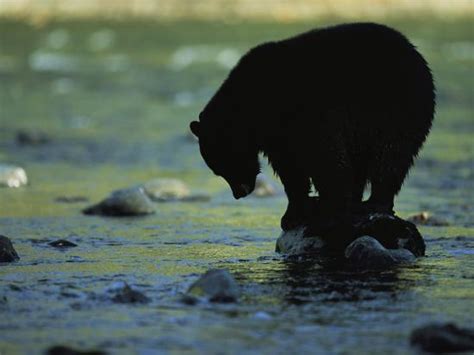 Black Bear Perched On Rock Watching For Fish Photographic Print By Joel