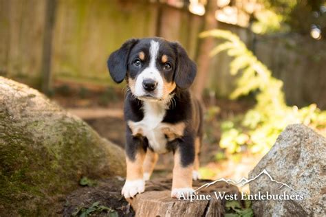 Entlebucher Mountain Dog Puppies In Vancouver Bc Canada Litters
